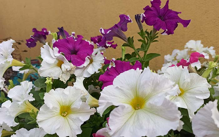 Petunia full bloom