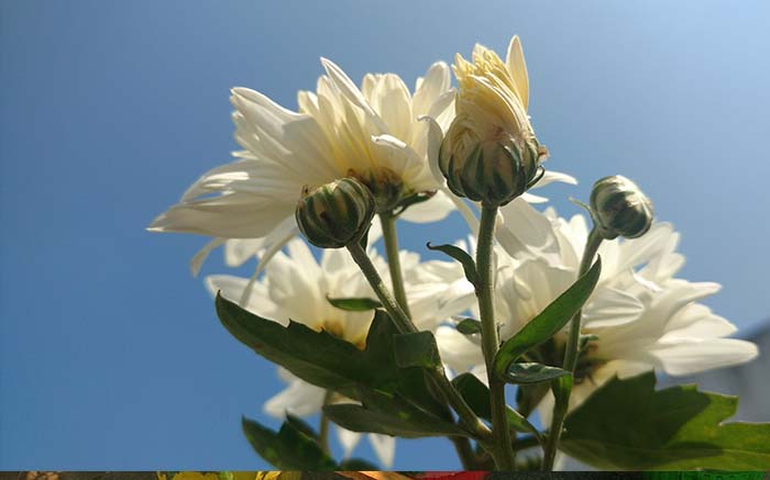 white Chrysanthemum (sebati) flower facing sky