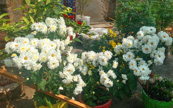 white Chrysanthemum (sebati) flower full blooming image